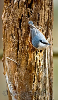 BB 05 0052 / Sitta europaea / Spettmeis